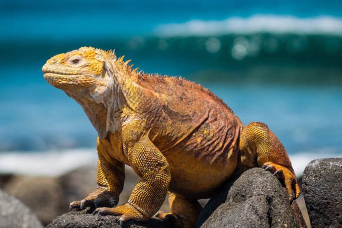 Galapagos Iguana