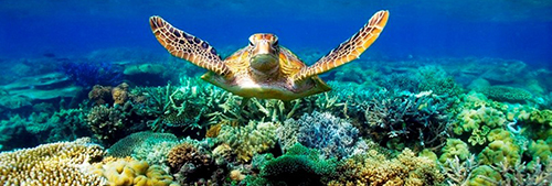 Sea turtle swimming in coral reef